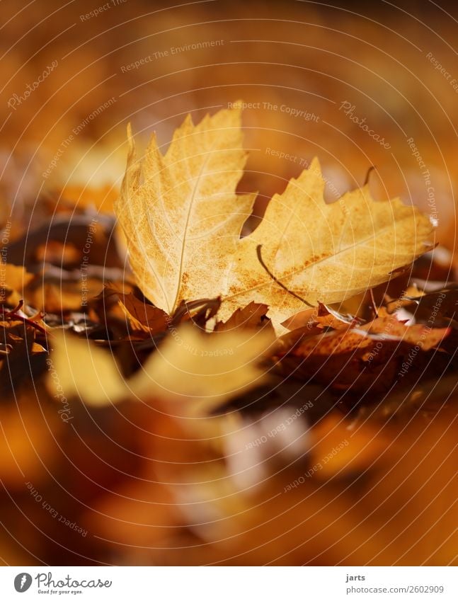 herbstlicht VI Umwelt Pflanze Herbst Schönes Wetter Blatt liegen einfach schön natürlich Wärme gelb gold orange Gelassenheit geduldig ruhig Hoffnung Natur