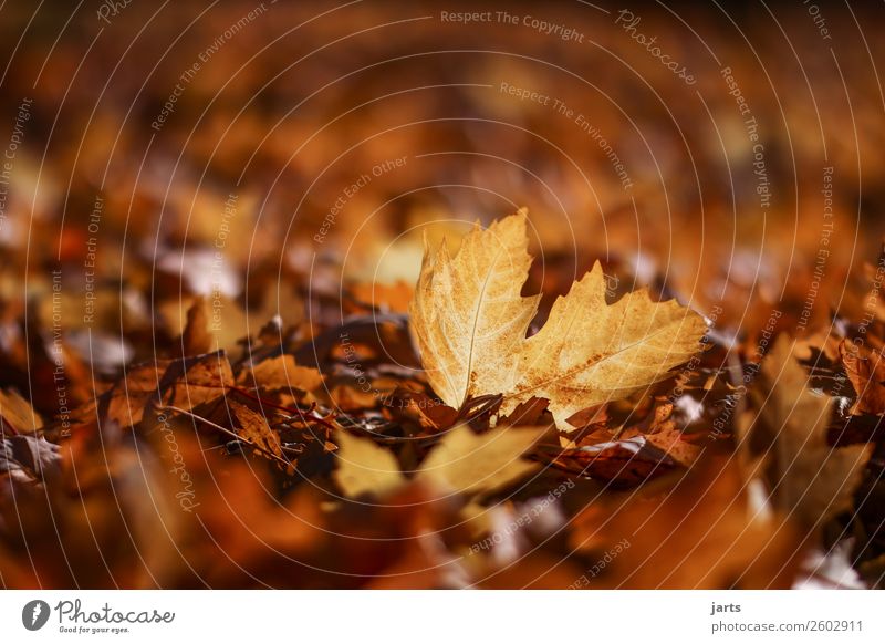 herbstlicht IX Pflanze Herbst Schönes Wetter Blatt Park liegen einfach natürlich gelb gold geduldig ruhig Natur Farbfoto mehrfarbig Außenaufnahme Nahaufnahme