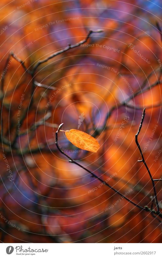 herbstgold III Pflanze Herbst Schönes Wetter Blatt Wald hängen leuchten einfach glänzend natürlich gelb orange Gelassenheit ruhig Natur Farbfoto mehrfarbig