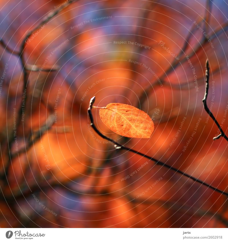 herbstgold X Natur Pflanze Himmel Herbst Schönes Wetter Baum Blatt einfach natürlich schön gelb orange Gelassenheit ruhig Hoffnung Farbfoto Außenaufnahme