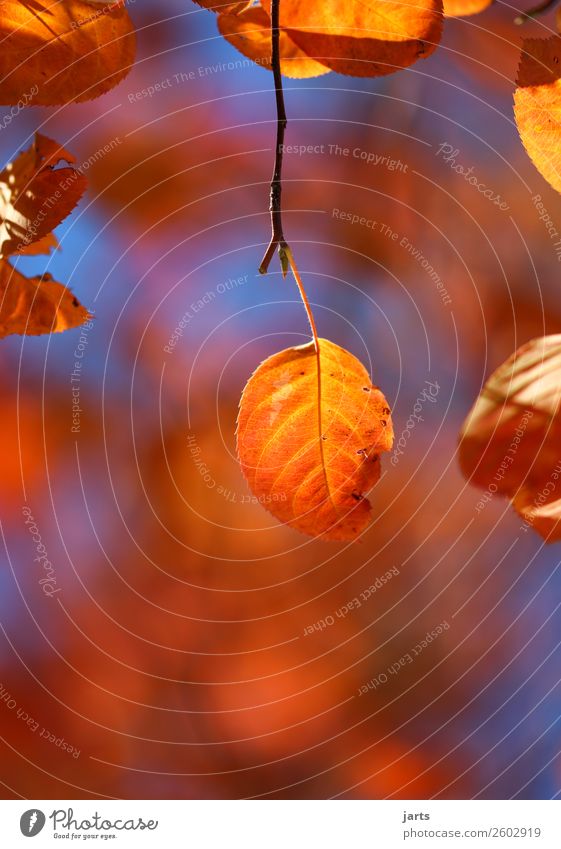 herbstgold I Natur Pflanze Himmel Herbst Schönes Wetter Baum Blatt Wald hängen leuchten frisch hell schön natürlich Gelassenheit ruhig Farbfoto mehrfarbig