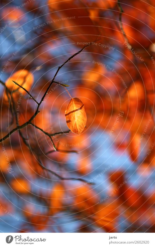 herbstgold II Pflanze Himmel Herbst Schönes Wetter Blatt hängen leuchten glänzend hell schön natürlich positiv Gelassenheit geduldig ruhig Natur Farbfoto