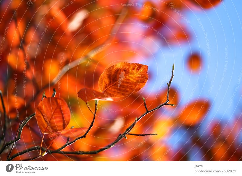 herbstgold V Pflanze Herbst Schönes Wetter Baum Blatt ästhetisch natürlich gelb Gelassenheit ruhig Natur Farbfoto mehrfarbig Innenaufnahme Nahaufnahme