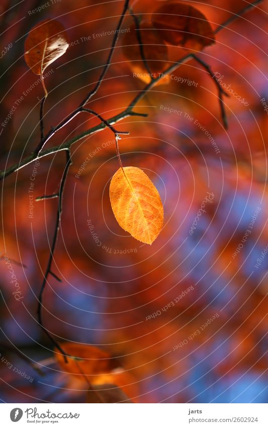 herbstgold VI Pflanze Herbst Schönes Wetter Baum Blatt Garten Park Wald glänzend positiv gelb rot Gelassenheit ruhig Hoffnung Natur Farbfoto mehrfarbig