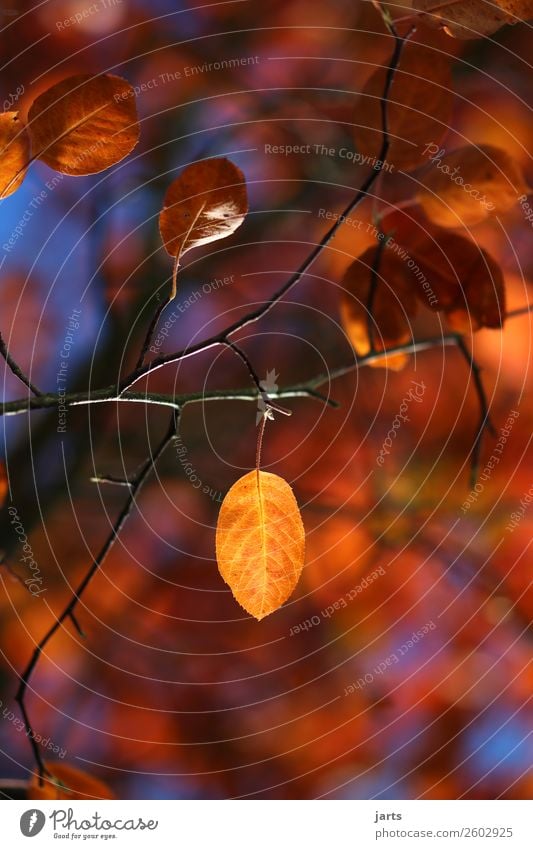 herbstgold VIII Natur Pflanze Herbst Schönes Wetter Baum Blatt einfach natürlich gelb rot Gelassenheit ruhig Hoffnung Farbfoto mehrfarbig Außenaufnahme