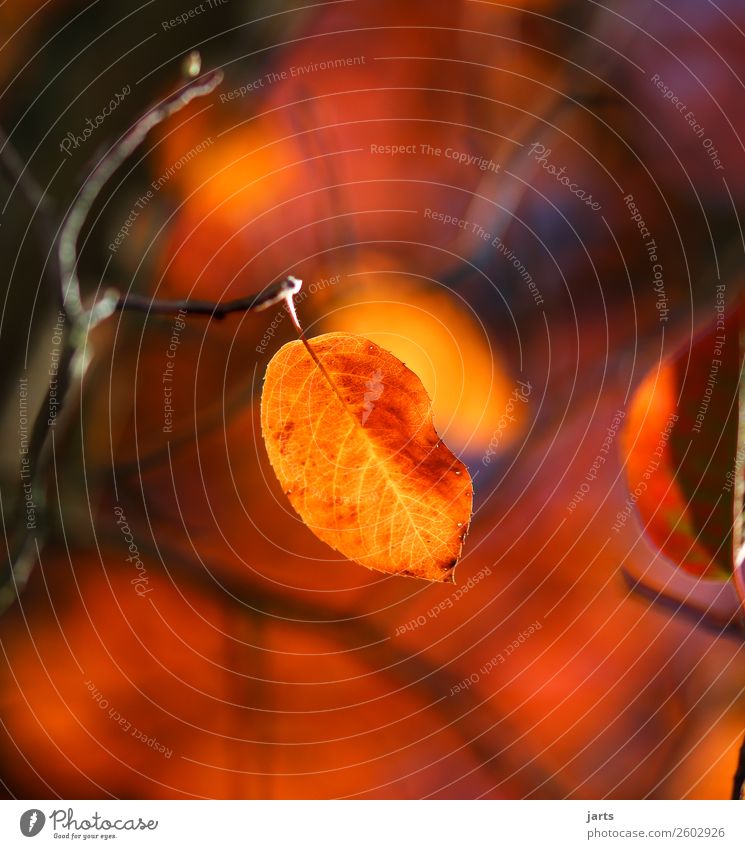 herbstgold IV Pflanze Herbst schlechtes Wetter Baum Blatt Garten Park Wald schön gelb rot Gelassenheit ruhig Natur Farbfoto Außenaufnahme Nahaufnahme