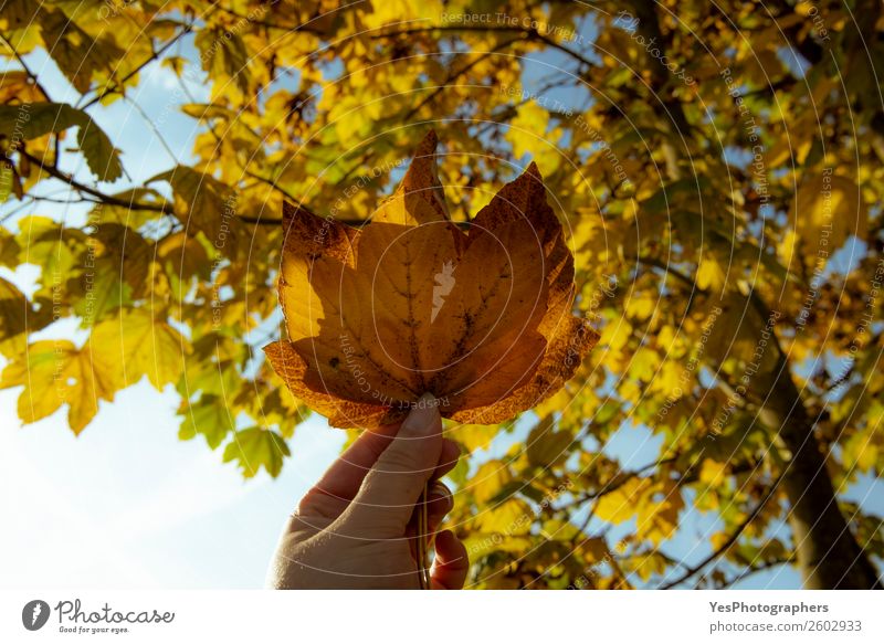 Frau hält Herbstlaub in der Hand Freiheit Natur Schönes Wetter Baum Blatt Fröhlichkeit gelb gold Farbe November Oktober Blauer Himmel Ast kalte Jahreszeit