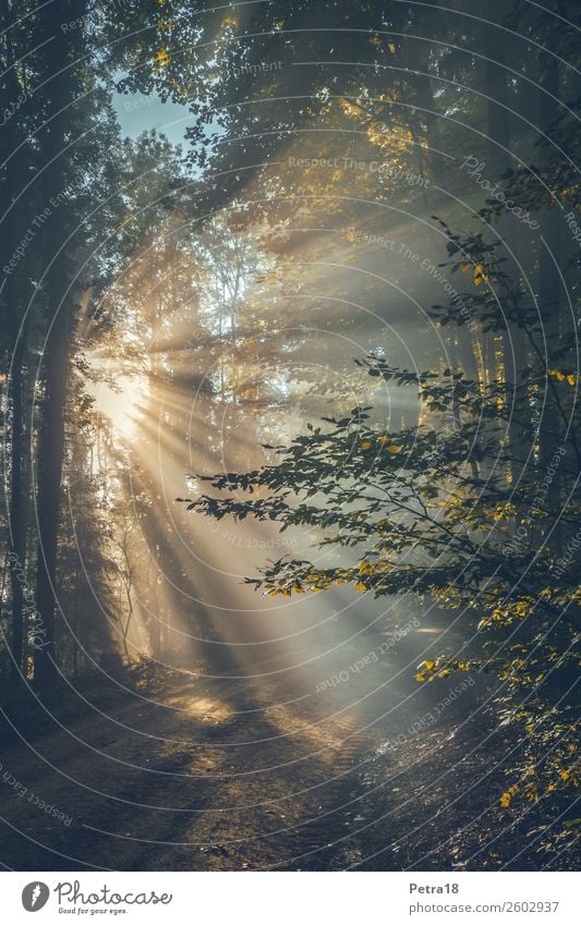 Nebel-Fächer Umwelt Natur Sonnenlicht Herbst Wald Gefühle Stimmung Lebensfreude Warmherzigkeit träumen Farbfoto Außenaufnahme Menschenleer Morgen Schatten