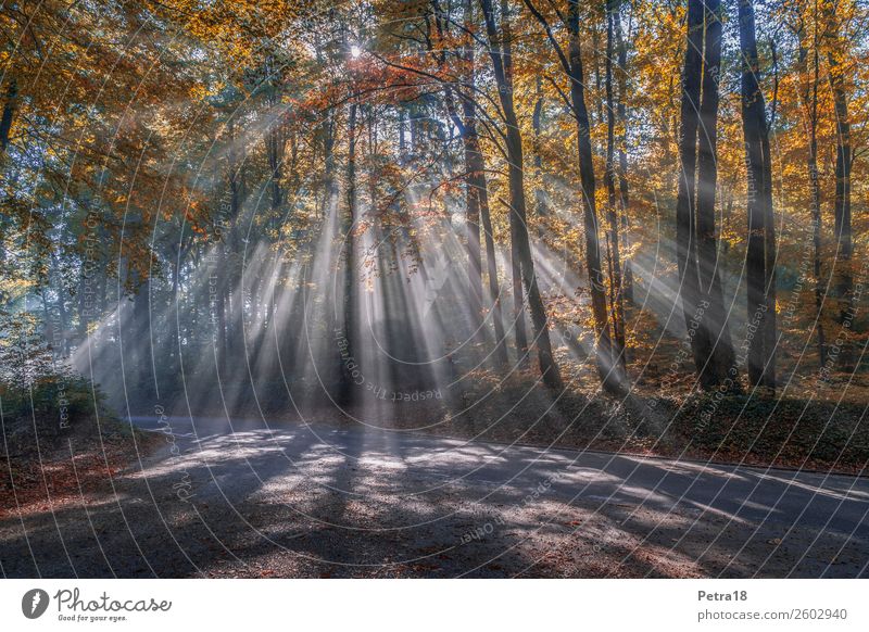 Nebel-Fächer Natur Pflanze Urelemente Wetter Wald Gefühle Stimmung Einsamkeit Unsicherheit Beginn geheimnisvoll Farbfoto Außenaufnahme Menschenleer