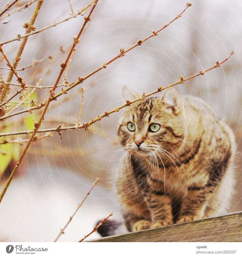 scheue Schönheit Tier Haustier Wildtier Katze Fell 1 dunkel Schüchternheit Angst Misstrauen wild Jagd beobachten Starrer Blick Auge intensiv Flucht schön weich