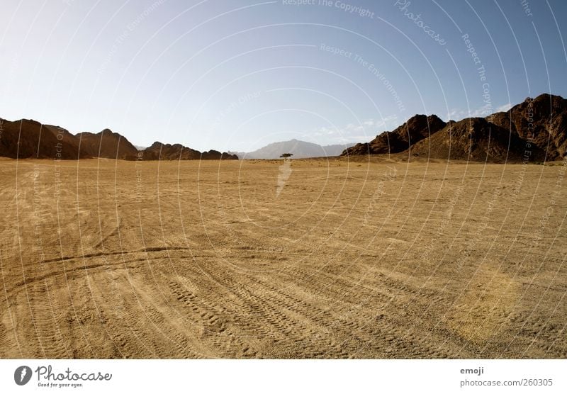 einsamer Baum Umwelt Natur Landschaft Urelemente Erde Sand Himmel Wolkenloser Himmel Klima Wärme Dürre Hügel Felsen Berge u. Gebirge Wüste trocken gelb Farbfoto