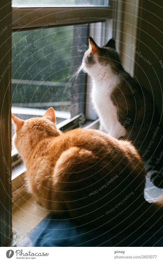 beobachten II Häusliches Leben Wohnung Tier Haustier Katze 2 Tierpaar Interesse Brüder orange grau Jagd gefangen heimisch Farbfoto mehrfarbig Innenaufnahme