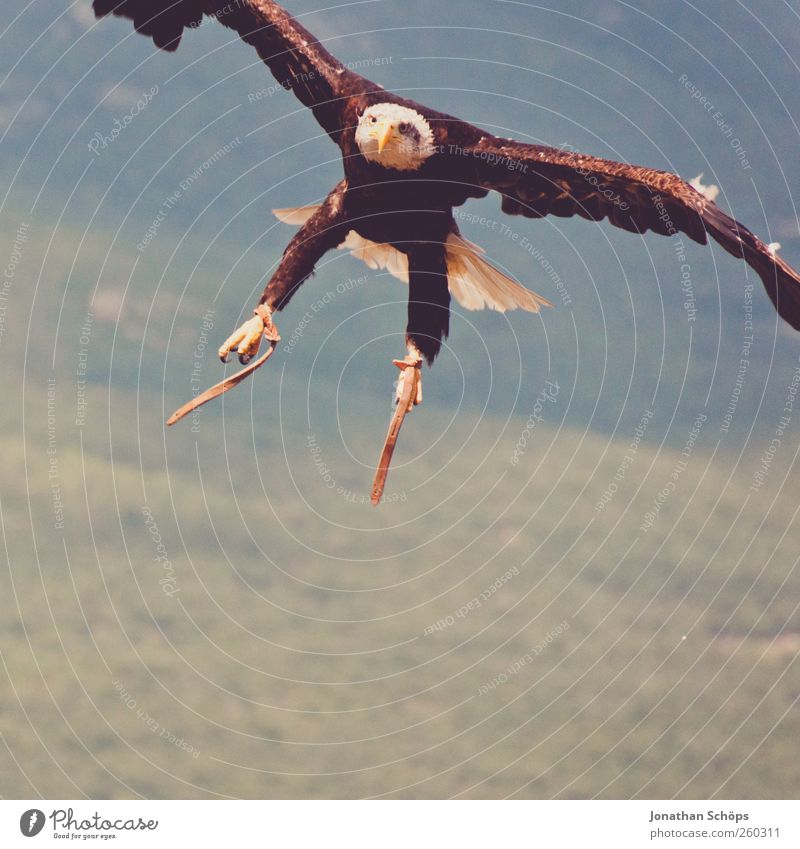 Quack der Bruchpilot Ausflug Abenteuer Ferne Freiheit Umwelt Natur Landschaft Schönes Wetter Vogel Greifvogel Adler 1 Tier Kraft Wappentier Angriff