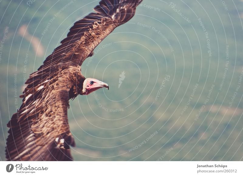 Pleitegeier Umwelt Natur Landschaft Schönes Wetter Tier Vogel 1 Kraft Freiheit Außenaufnahme Desaster Insolvenz Geier Greifvogel fliegen Flügel Jagd Luft