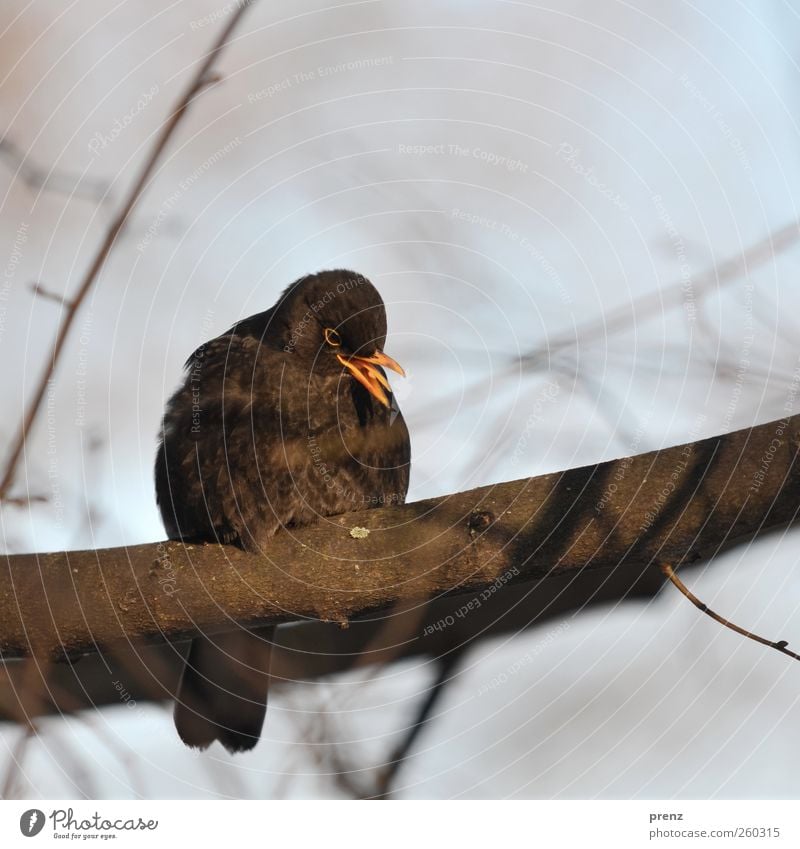 gezwitscher Baum Tier Wildtier Vogel 1 hocken sitzen braun gelb Schnabel Ast Zweige u. Äste Amsel Singvögel Farbfoto Außenaufnahme Menschenleer