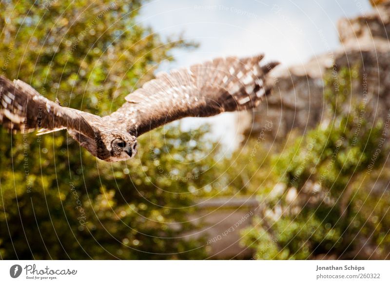 Uhu — klebt gut und fliegen kann er auch Ausflug Abenteuer Ferne Freiheit Berge u. Gebirge Umwelt Natur Landschaft Pflanze Tier Vogel 1 Kraft Jagd Eulenvögel