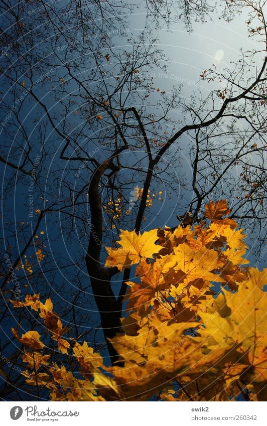 Umsonst und draußen Umwelt Natur Landschaft Pflanze Wolkenloser Himmel Herbst Klima Wetter Schönes Wetter Baum Blatt Wildpflanze Ast leuchten verblüht