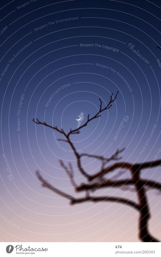 moonshine conspiracy Himmel Wolkenloser Himmel Nachthimmel Sonnenaufgang Sonnenuntergang Mond Schönes Wetter Baum leuchten Ferne blau rosa Einsamkeit Stimmung