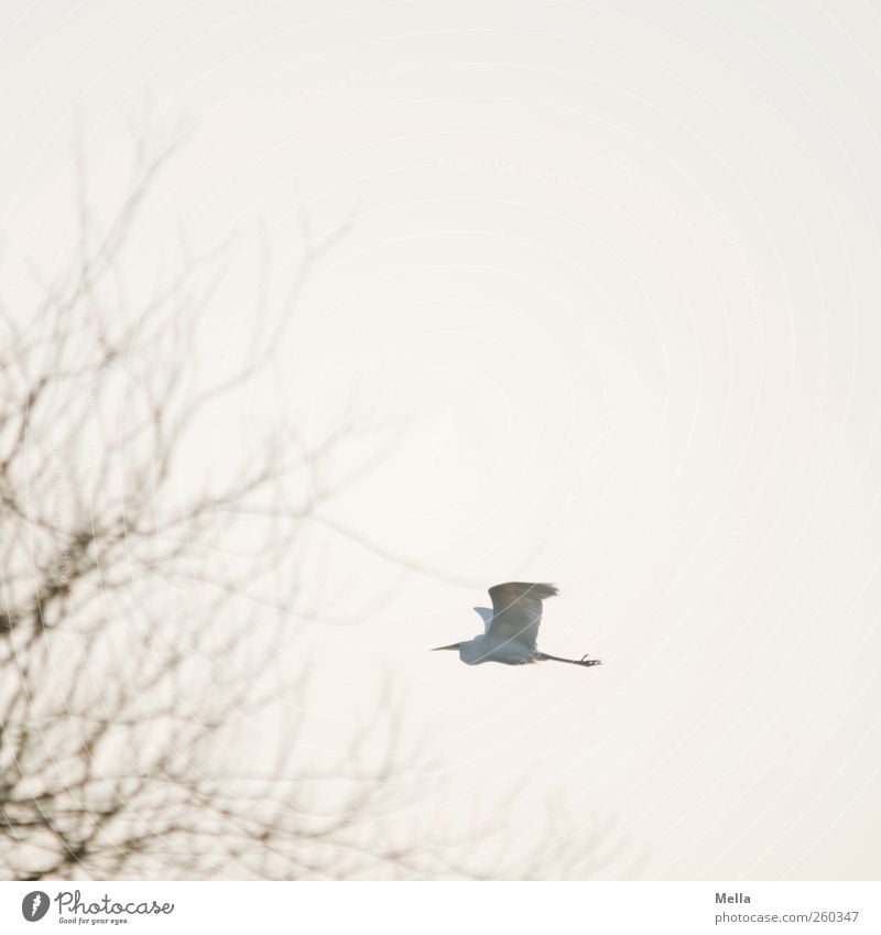 Abgehoben Umwelt Natur Tier Luft Pflanze Baum Ast Vogel Reiher Silberreiher 1 fliegen frei hell natürlich Bewegung Freiheit Farbfoto Außenaufnahme Menschenleer