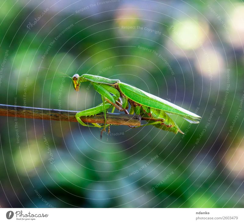 grüne große Gottesanbeterin Sommer Garten Natur Tier stehen klein natürlich wild Farbe Fauna Frühling Ast Wanze Feld Boxsport Insekt Paarung betend Tierwelt