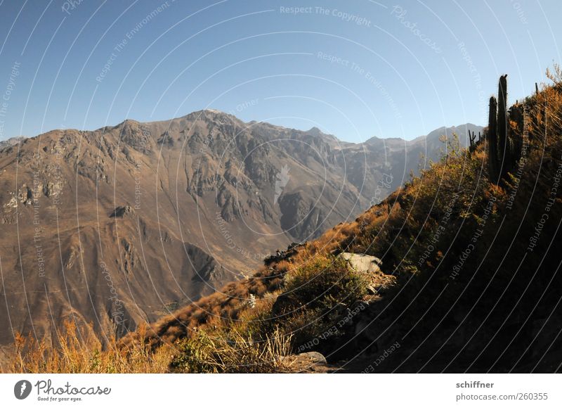 Cañón del Colca Umwelt Natur Landschaft Urelemente Erde Sand Luft Himmel Wolkenloser Himmel Sonnenlicht Sommer Klima Schönes Wetter Felsen Berge u. Gebirge