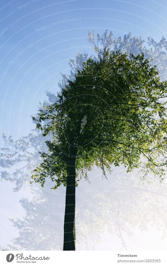 Baum Umwelt Natur Pflanze Himmel Schönes Wetter Wald natürlich blau grün schwarz Gefühle Blatt Doppelbelichtung Farbfoto Außenaufnahme Menschenleer Tag