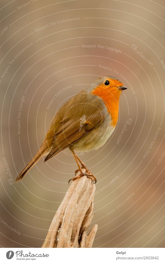 kleiner Vogel mit orangefarbenen Federn schön Leben Mann Erwachsene Umwelt Natur Tier natürlich wild braun grün weiß Tierwelt Rotkehlchen allgemein gehockt