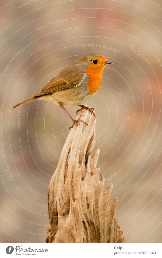 kleiner Vogel mit orangefarbenen Federn schön Leben Mann Erwachsene Umwelt Natur Tier natürlich wild braun grün weiß Tierwelt Rotkehlchen allgemein gehockt