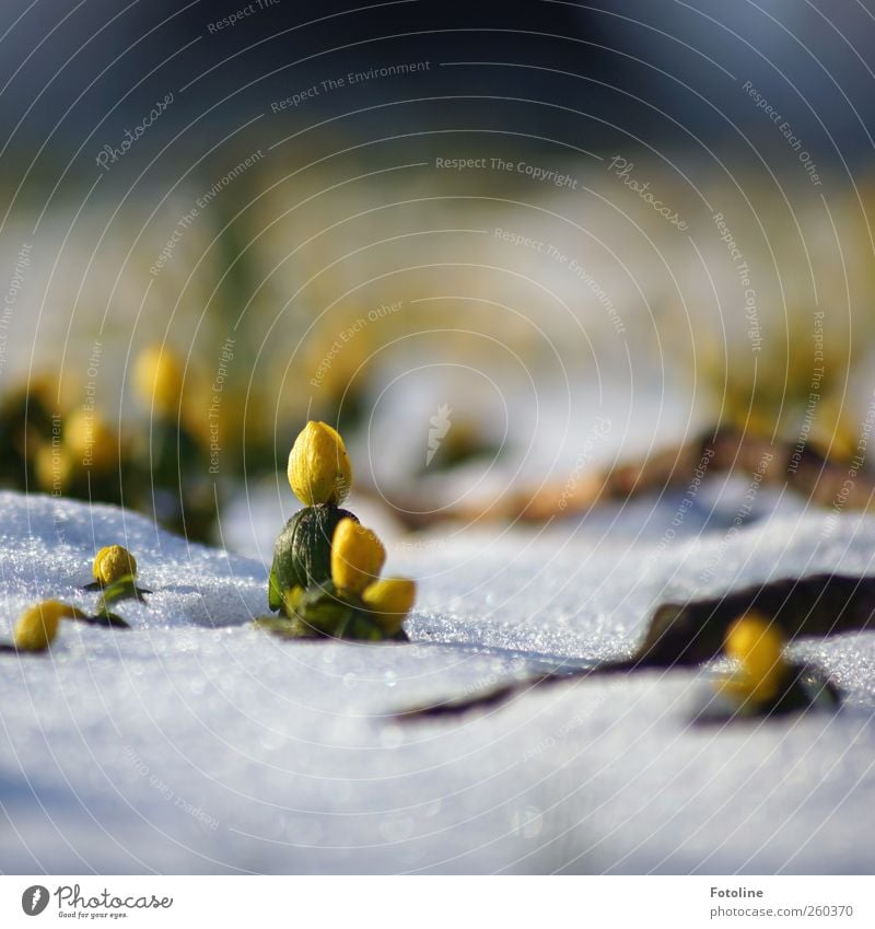 Tapfere kleine Kämpfer Umwelt Natur Pflanze Winter Eis Frost Schnee Blume Blüte Wildpflanze Park Coolness kalt natürlich gelb grün weiß Frühblüher Winterlinge