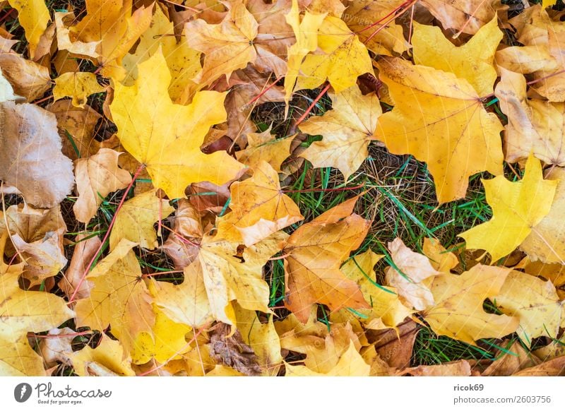 Herbstlich gefärbtes Laub auf dem Boden Erholung Ferien & Urlaub & Reisen Tourismus Natur Landschaft Wetter Blatt Park gelb grün rot Farbe Idylle Klima Umwelt