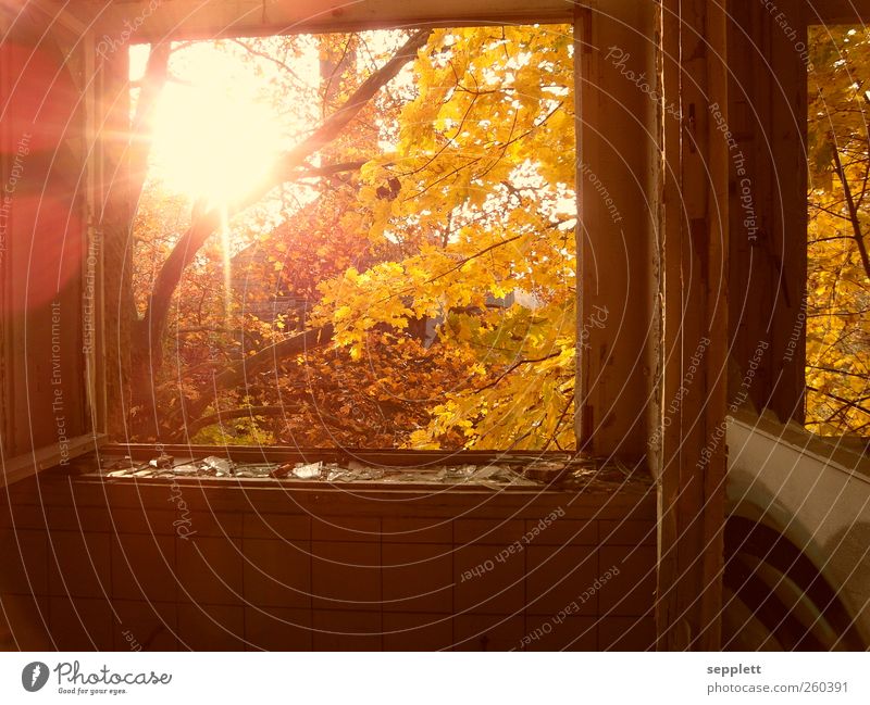 blick aus einem ehemaligem kinderkrankenhaus Natur Sonnenaufgang Sonnenuntergang Sonnenlicht Baum Blatt Stadtzentrum Menschenleer Gebäude Fenster Blick alt