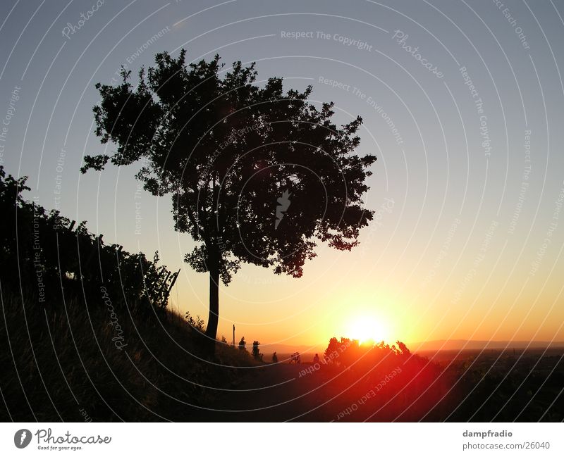 Abendbaum Dämmerung Sonnenuntergang Baum Weinberg Berge u. Gebirge Sundown