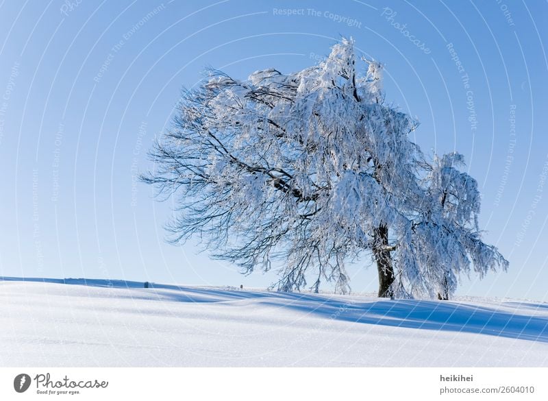 Sonniger Wintertag Ferien & Urlaub & Reisen Tourismus Ausflug Abenteuer Freiheit Schnee Winterurlaub Berge u. Gebirge wandern Natur Landschaft Pflanze Himmel