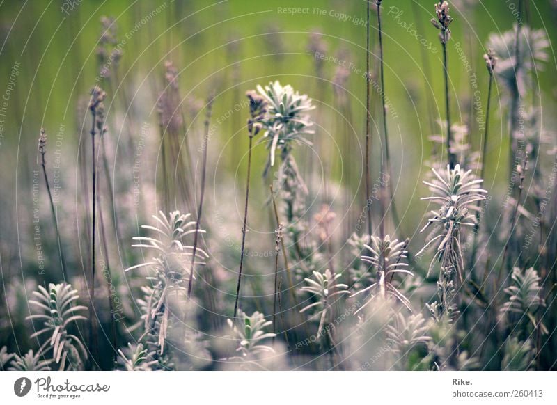 Zwischen innen und außen. Umwelt Natur Pflanze Herbst Blume Sträucher Blatt Blüte Grünpflanze Lavendel Garten Park Blühend Duft verblüht dehydrieren Wachstum