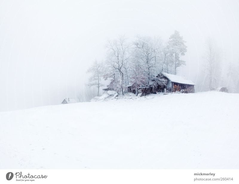 Cold cold Silence ruhig Meditation Winter Schnee Winterurlaub Umwelt Natur Baum beobachten gehen hören Ferien & Urlaub & Reisen ästhetisch kalt weiß Glück