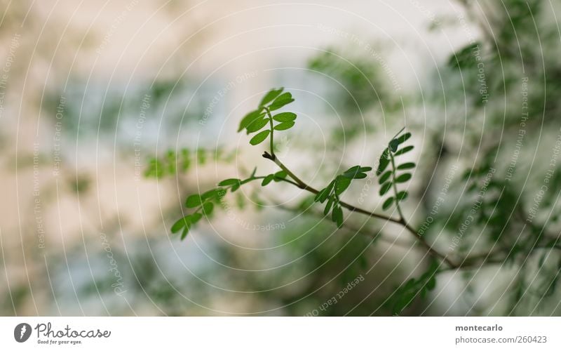 Sophy Umwelt Natur Pflanze Winter Schönes Wetter Schnee Sträucher Blatt Grünpflanze Wildpflanze Topfpflanze exotisch Sophora dünn einzigartig niedlich weich