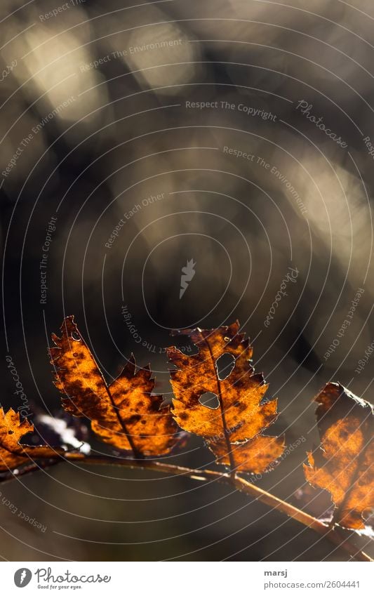 Auch beschädigt noch edel Natur Herbst Schönes Wetter Pflanze Blatt Wildpflanze alt glänzend leuchten dehydrieren außergewöhnlich authentisch elegant