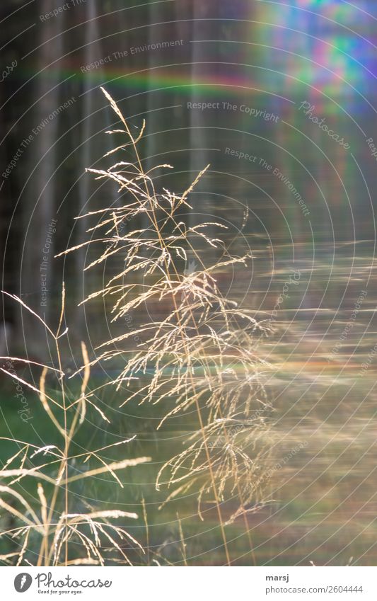 Herbstgras mit Farben Natur Pflanze Gras leuchten trocken regenbogenfarben Farbfoto mehrfarbig Außenaufnahme abstrakt Muster Menschenleer Textfreiraum rechts