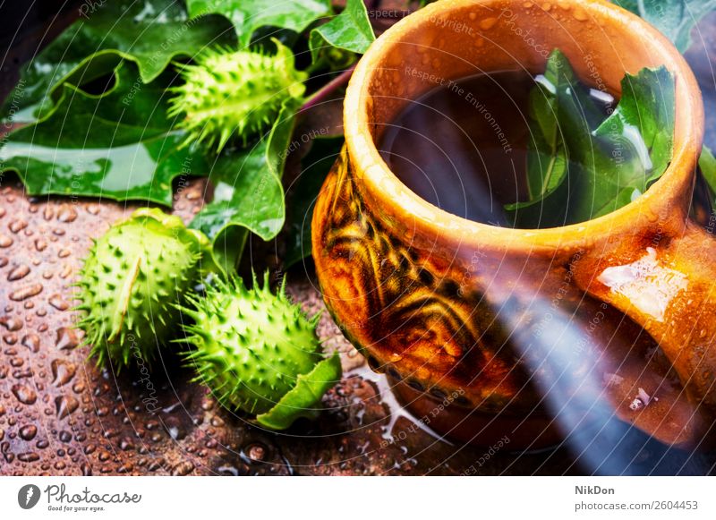 Natürliche Kräutermedizin,Datura Kräutertee Engelstrompete Pflanze stramonium Tee Kräuterbuch Medizin Blume natürlich Natur Abhilfe Teetasse Blatt Gesundheit