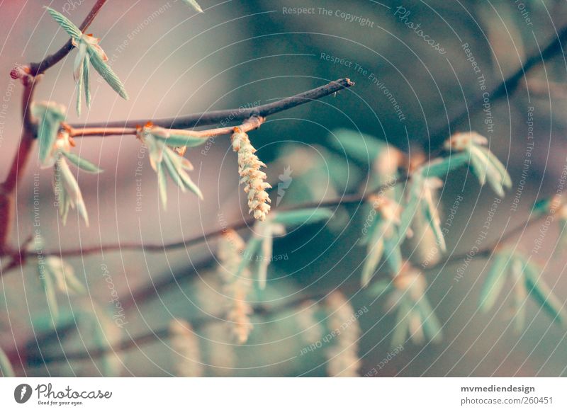 Birke Natur Baum Blüte einfach Birkenblätter Farbfoto