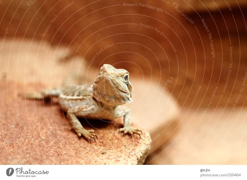 Bartagame Cleo Erde Tier Haustier Reptil Bart-Agame Terrarium Wüste Stein Sand Muster 1 Tierjunges sitzen warten außergewöhnlich braun rot schwarz Zufriedenheit