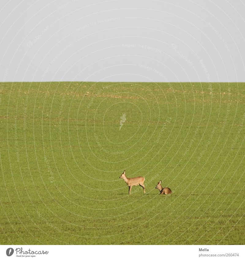 Guten Morgen Umwelt Natur Landschaft Tier Gras Wiese Feld Wildtier Reh 2 Tierpaar liegen stehen frei klein natürlich grün Freiheit Idylle Pause ruhig Erholung