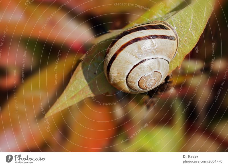 Gartenschnecke Natur Pflanze Tier Herbst Schönes Wetter Sträucher Blatt Wildtier Schnecke gebänderte Gartenschnecke 1 atmen Erholung hängen schlafen warten