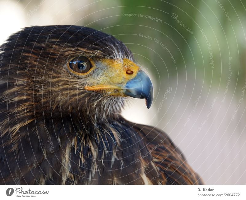 Adlerblick Natur Tier Wildtier Vogel Tiergesicht 1 atmen beobachten hocken Blick sitzen ästhetisch bedrohlich Geschwindigkeit Spitze wild blau braun gelb