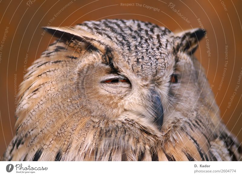 Wer stört? Tier Wildtier Vogel Tiergesicht Eulenvögel 1 Holz Unschärfe atmen Erholung ästhetisch elegant fantastisch rund klug weich braun schwarz Tierliebe