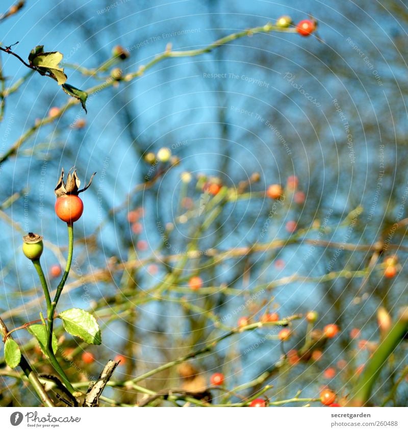 oh mein rosenäpfelchen! Pflanze Sträucher Hagebutten blau grün rot Zweige u. Äste Rosengewächse Frucht Frühling Heilpflanzen chaotisch durcheinander Farbfoto