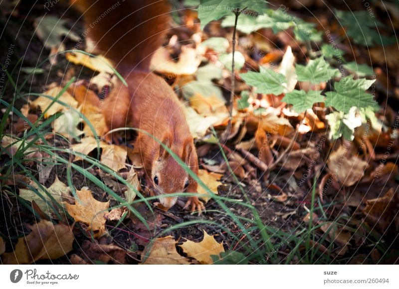 Laubfrosch Umwelt Natur Tier Herbst Schönes Wetter Blatt Wiese Wald Wildtier 1 beobachten klein niedlich braun grün rot Tierliebe fleißig Appetit & Hunger