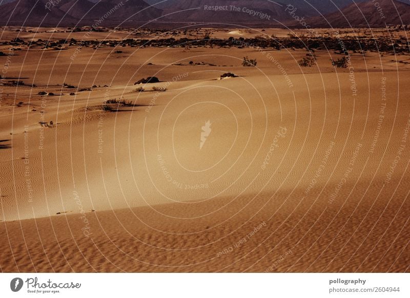 Desert Natur Landschaft Erde Sand Sommer Schönes Wetter Wüste heiß hell Wärme Ferien & Urlaub & Reisen Tourismus Farbfoto Außenaufnahme Menschenleer Tag