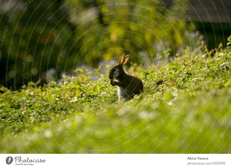 *räusper* Natur Frühling Sommer Gras Sträucher Wiese Tier Haustier Wildtier Hase & Kaninchen 1 sitzen stehen braun gelb grau grün schwarz Beginn Idylle Pause