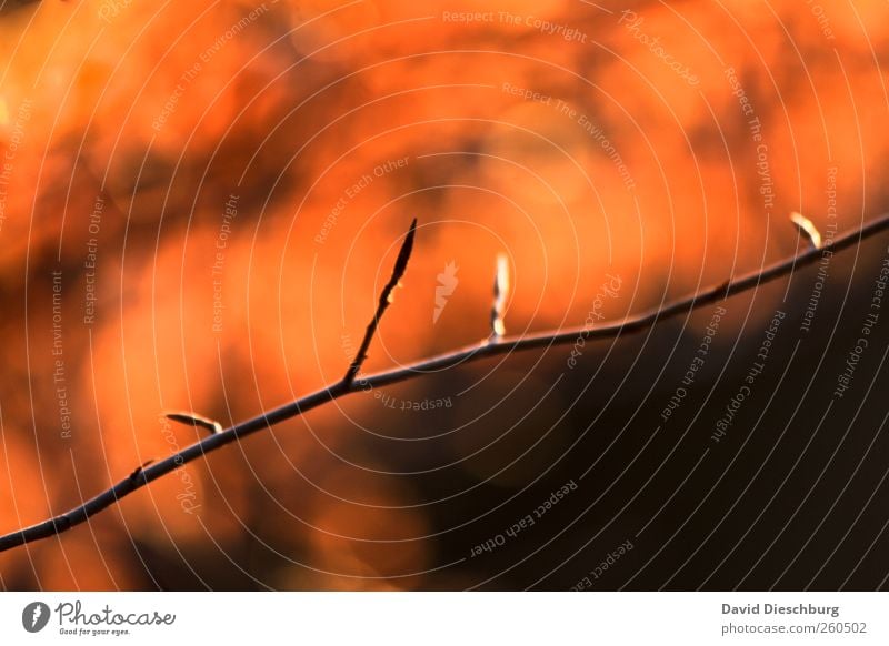 Frühlingsvorbereitungen Natur Pflanze schwarz orange Blütenknospen Wachstum Linie diagonal Warme Farbe Farbfoto Außenaufnahme Nahaufnahme Detailaufnahme